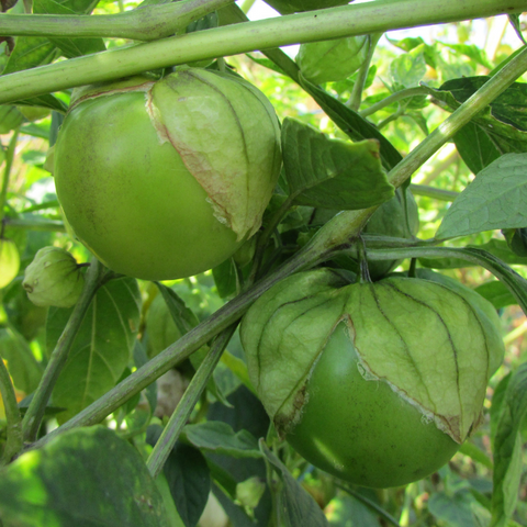 VH37. Tomatillo, Physalis philadelphica ‘Toma Verde’