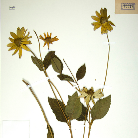 Plants from the Past: Herbarium Exhibit