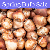 Spring Bulb Sale